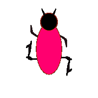 bug